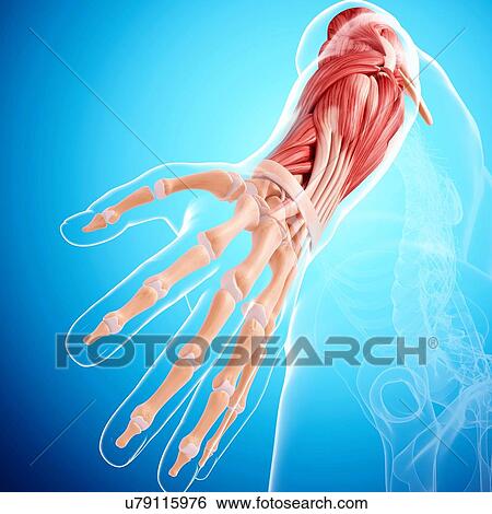 Human arm musculature, artwork View Large Illustration Stock Illustration - Human arm musculature, artwork. Fotosearch