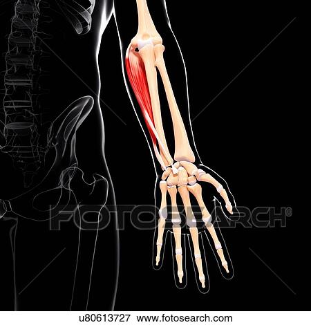 Human arm musculature, artwork View Large Illustration Stock Illustration - Human arm musculature, artwork. Fotosearch