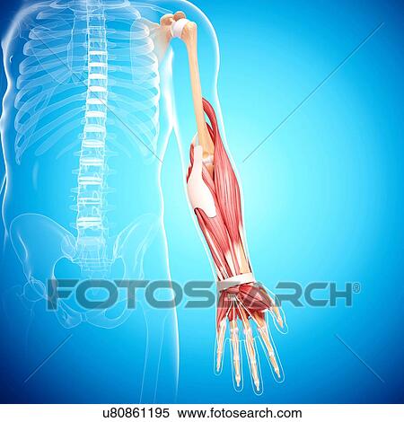 Human arm musculature, artwork View Large Illustration Stock Illustration - Human arm musculature, artwork. Fotosearch