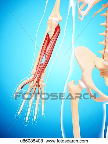 Stock Illustration - Human arm musculature, artwork. Fotosearch