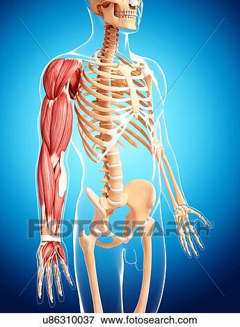 Stock Illustration - Human arm musculature, artwork. Fotosearch