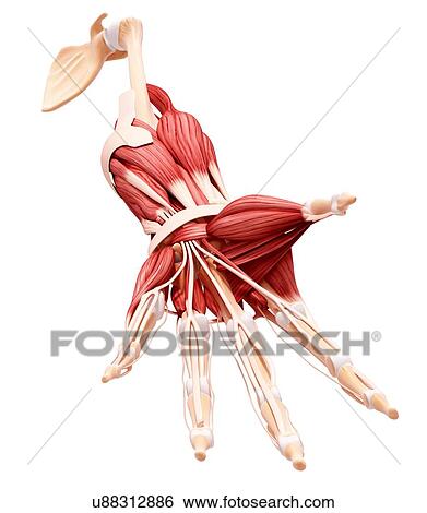 Stock Illustration - Human arm musculature, artwork. Fotosearch