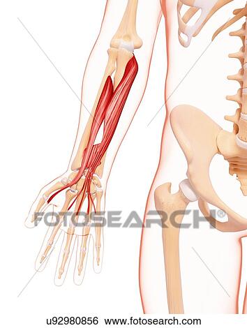 Human arm musculature, artwork View Large Illustration Stock Illustration - Human arm musculature, artwork. Fotosearch