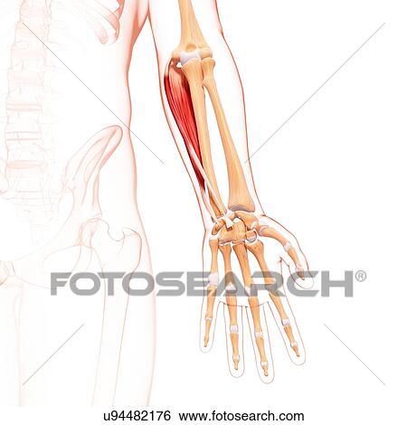 Human arm musculature, artwork View Large Illustration Stock Illustration - Human arm musculature, artwork. Fotosearch