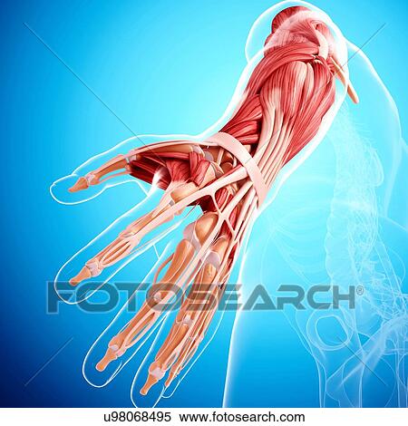 Human arm musculature, artwork View Large Illustration Stock Illustration - Human arm musculature, artwork. Fotosearch