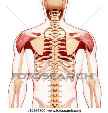 Human back musculature, artwork View Large Illustration Clipart - Human back musculature, artwork. Fotosearch