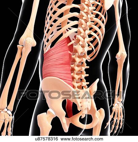 Stock Illustration - Human back musculature, artwork. Fotosearch