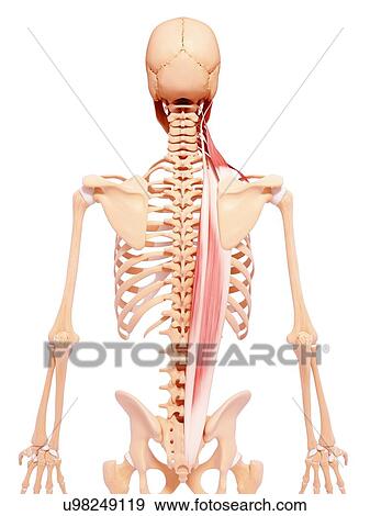 Stock Illustration - Human back musculature, artwork. Fotosearch