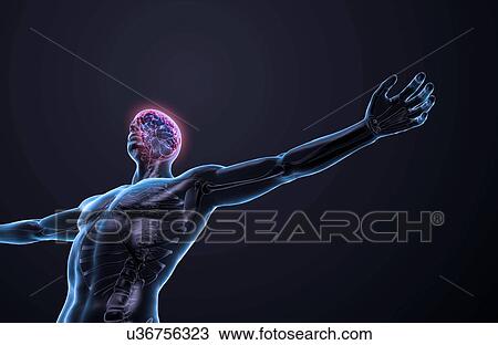 Human brain, artwork View Large Illustration Drawing - Human brain, artwork. Fotosearch