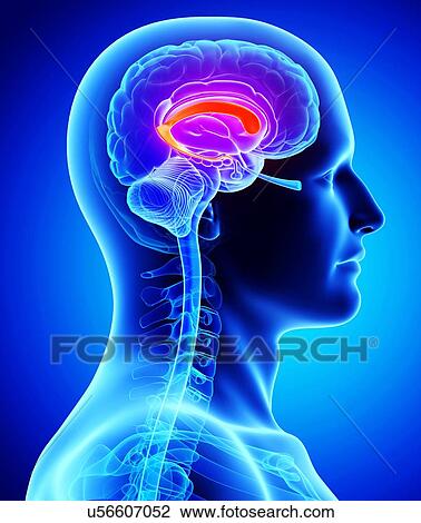 Drawing - Human brain, artwork. Fotosearch