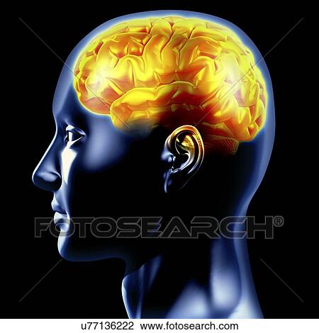 Human brain, artwork View Large Illustration Drawing - Human brain, artwork. Fotosearch