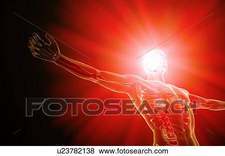 Stock Illustration - Human brain, artwork. Fotosearch