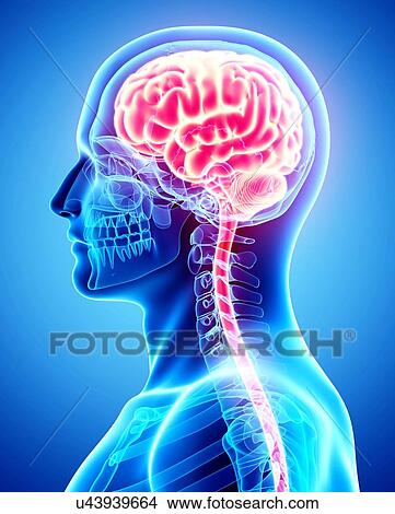 Stock Illustration - Human brain, artwork. Fotosearch