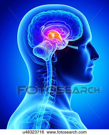 Stock Illustration - Human brain, artwork. Fotosearch