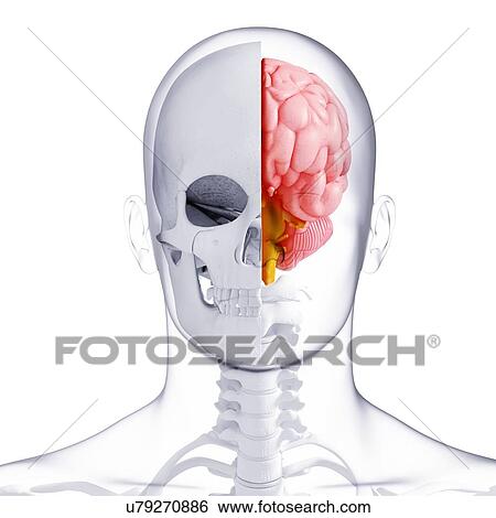 Human brain, artwork View Large Illustration Stock Illustration - Human brain, artwork. Fotosearch