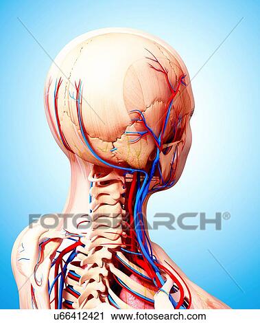 Clip Art - Human cardiovascular system, artwork. Fotosearch