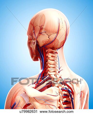 Human cardiovascular system, artwork View Large Illustration Clip Art - Human cardiovascular system, artwork. Fotosearch