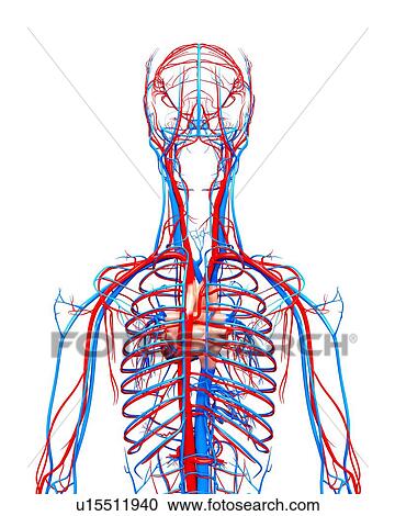 Human cardiovascular system, artwork View Large Illustration Clipart - Human cardiovascular system, artwork. Fotosearch