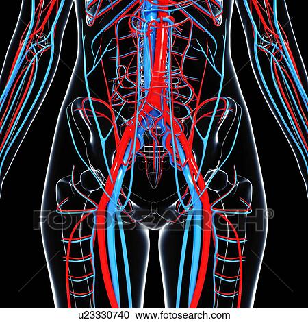 Human cardiovascular system, artwork View Large Illustration Clipart - Human cardiovascular system, artwork. Fotosearch