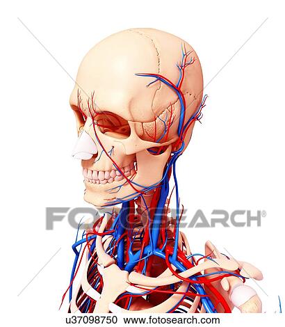 Clipart - Human cardiovascular system, artwork. Fotosearch