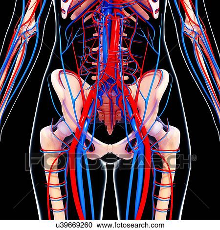 Clipart - Human cardiovascular system, artwork. Fotosearch