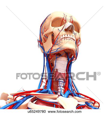 Clipart - Human cardiovascular system, artwork. Fotosearch