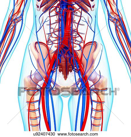 Clipart - Human cardiovascular system, artwork. Fotosearch