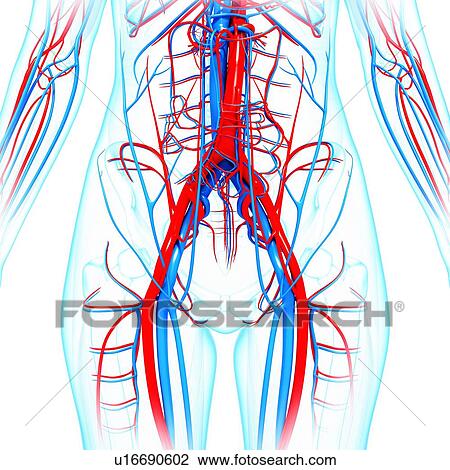 Human cardiovascular system, artwork View Large Illustration Drawing - Human cardiovascular system, artwork. Fotosearch