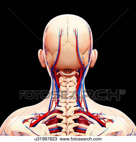 Drawing - Human cardiovascular system, artwork. Fotosearch