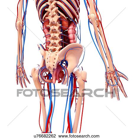 Human cardiovascular system, artwork View Large Illustration Drawing - Human cardiovascular system, artwork. Fotosearch