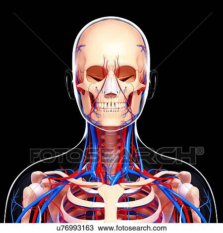 Drawing - Human cardiovascular system, artwork. Fotosearch