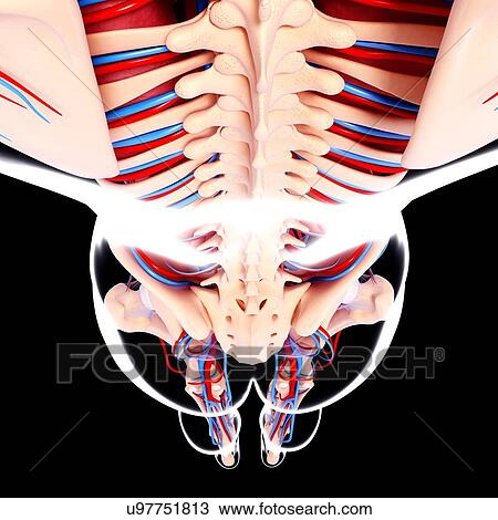 Drawing - Human cardiovascular system, artwork. Fotosearch