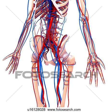 Human cardiovascular system, artwork View Large Illustration Stock Illustration - Human cardiovascular system, artwork. Fotosearch