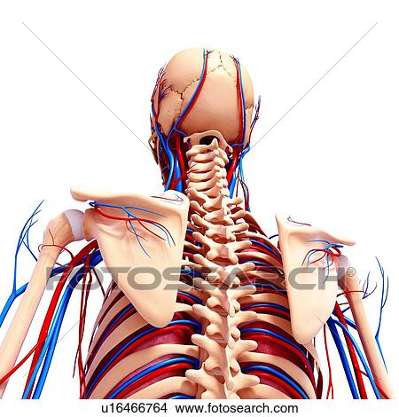 Stock Illustration - Human cardiovascular system, artwork. Fotosearch