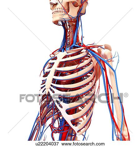 Stock Illustration - Human cardiovascular system, artwork. Fotosearch