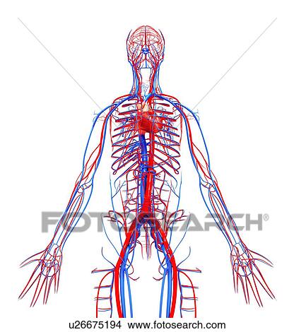 Human cardiovascular system, artwork View Large Illustration Stock Illustration - Human cardiovascular system, artwork. Fotosearch