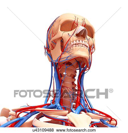 Stock Illustration - Human cardiovascular system, artwork. Fotosearch