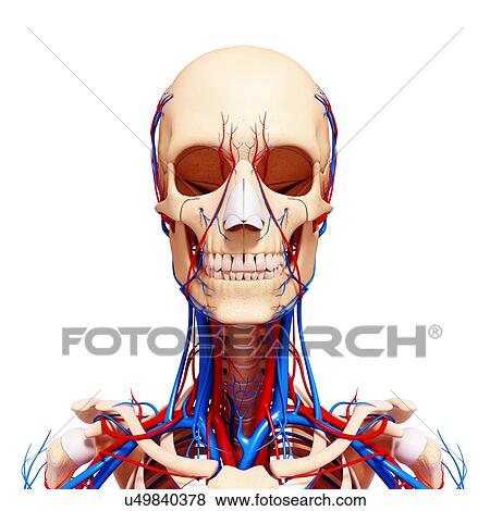 Stock Illustration - Human cardiovascular system, artwork. Fotosearch