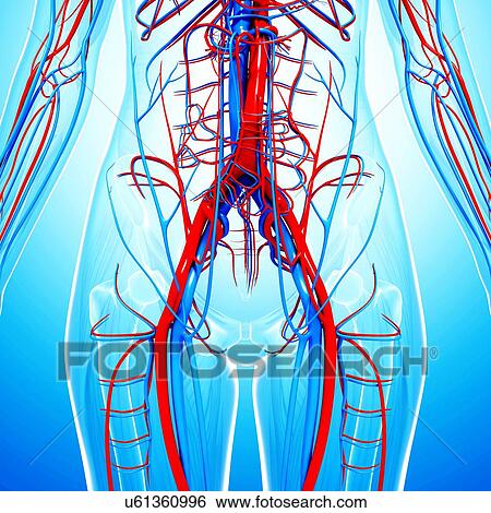 Human cardiovascular system, artwork View Large Illustration Stock Illustration - Human cardiovascular system, artwork. Fotosearch