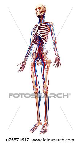 Human cardiovascular system, artwork View Large Illustration Stock Illustration - Human cardiovascular system, artwork. Fotosearch