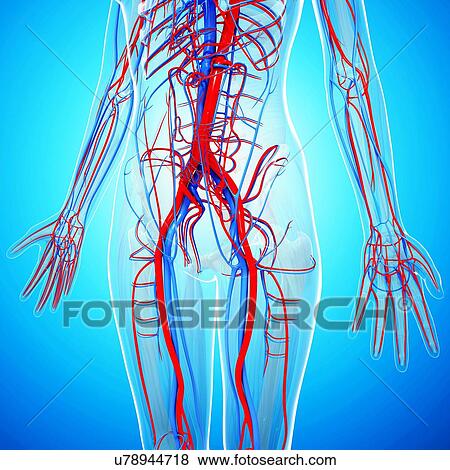 Stock Illustration - Human cardiovascular system, artwork. Fotosearch