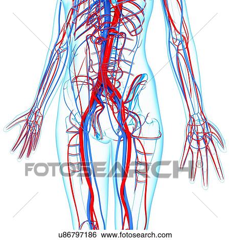 Stock Illustration - Human cardiovascular system, artwork. Fotosearch