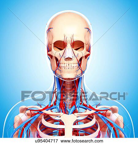 Human cardiovascular system, artwork View Large Illustration Stock Illustration - Human cardiovascular system, artwork. Fotosearch