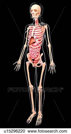 Clipart - Human digestive system, artwork. Fotosearch
