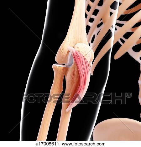 Human elbow musculature, artwork View Large Illustration Clip Art - Human elbow musculature, artwork. Fotosearch