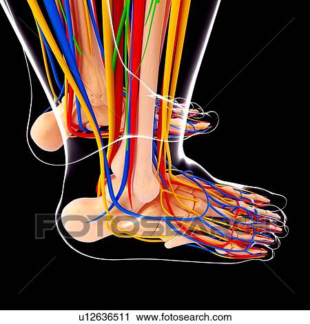 Clip Art - Human foot anatomy, artwork. Fotosearch