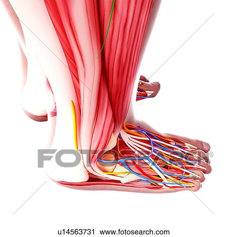 Human foot anatomy, artwork View Large Illustration Clip Art - Human foot anatomy, artwork. Fotosearch
