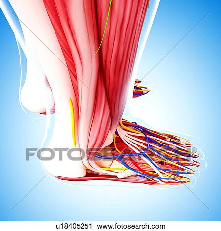 Clip Art - Human foot anatomy, artwork. Fotosearch