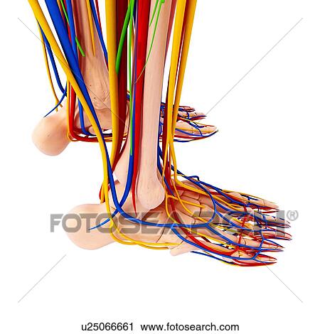 Clip Art - Human foot anatomy, artwork. Fotosearch