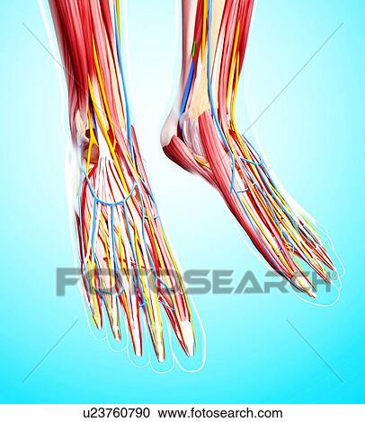 Human foot anatomy, artwork View Large Illustration Clipart - Human foot anatomy, artwork. Fotosearch